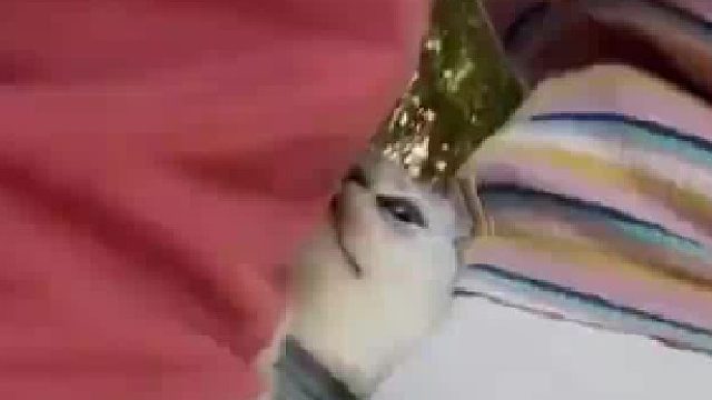 猫咪这家庭不行啊