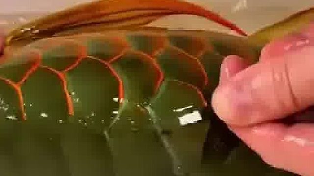 让你给昂贵鱼治病，谁让你拔鳞的