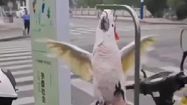 这玩意儿要灭绝了，给子孙后代说有种鸟会说话，谁信