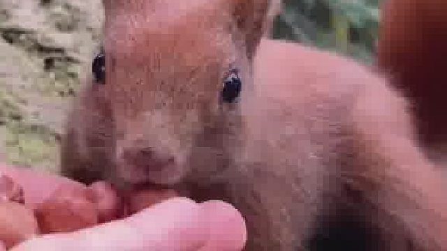 防止你没见过小松鼠摇尾巴