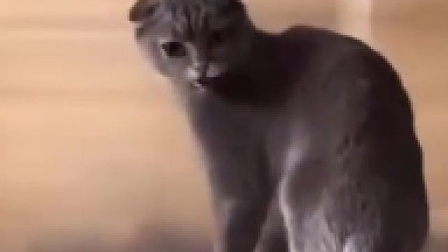 猫猫跟着圣诞老人钻烟囱了