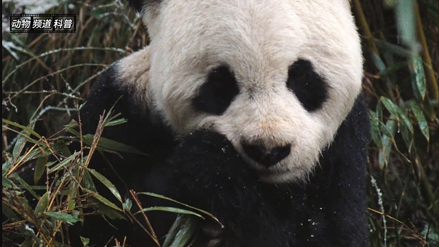 大熊猫如何与宝宝共度冬日？