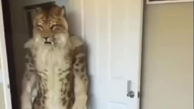 猫：你以为这样我就闻不出来你的骚气了嘛？