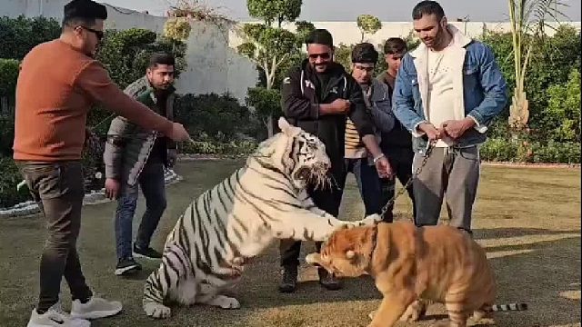 评论区放出你家大橘来战