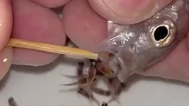 我第一次知道鱼是从嘴里出来的