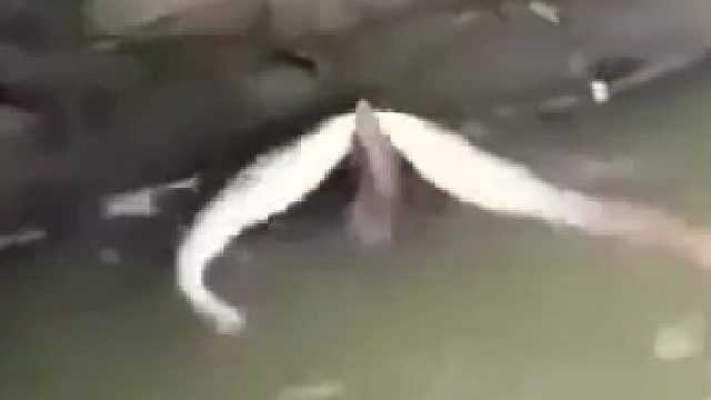 这么大的蛇你还敢拍，不急着跑吗