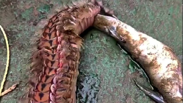 这是钓的啥呀？有没有认识的？