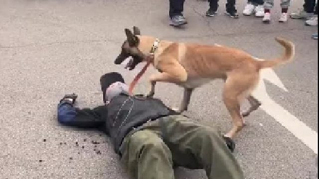 真的害怕了，狗粮调出来都无视