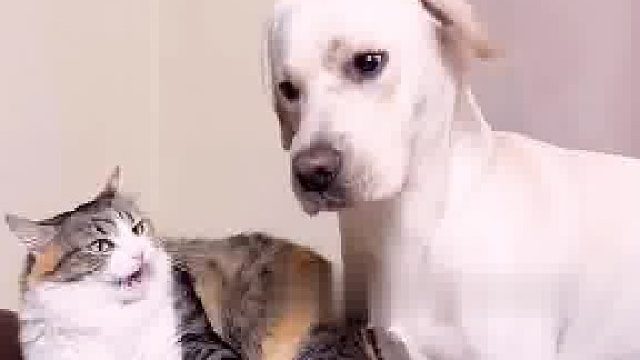 哎呀，狗狗的嫉妒心