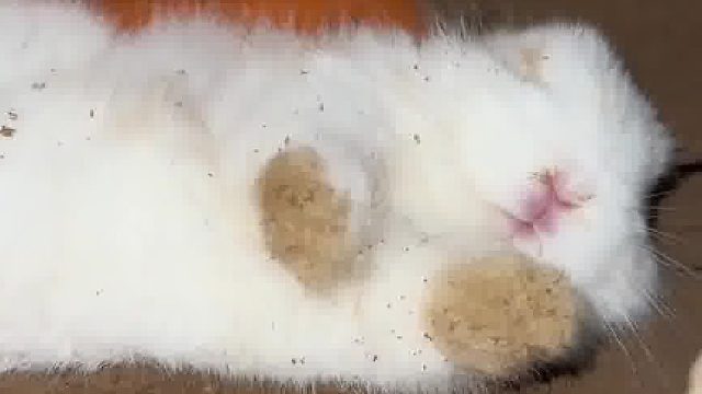 小兔子睡觉觉好惬意