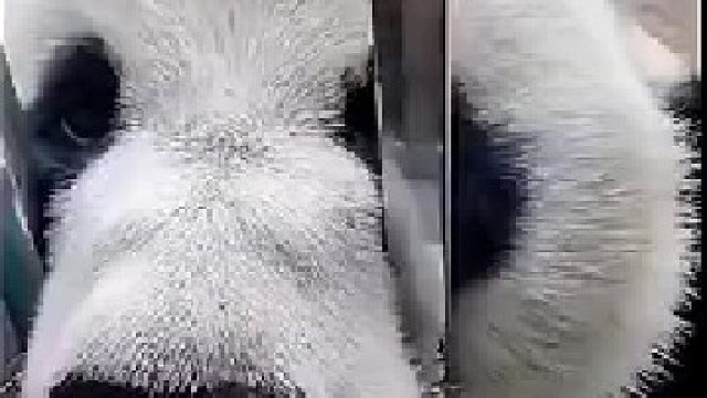 趴在窗台上向饲养员讨要零食的大熊猫，这几声哼哼唧唧我也就听了800遍吧