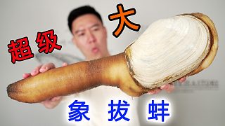 （上）2450買一顆7斤重的巨大象拔蚌，刺身好吃的停不下來
