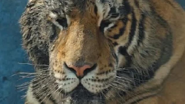 东北虎二埋汰简单收拾下跨年迎客 ，网友：能在中央大街看到二埋汰就好了” ​