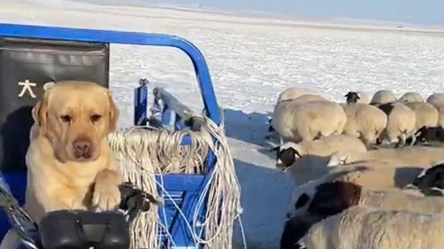 厉害！狗子开三轮帮主人放羊！主人：去年就会骑三轮，今年都会开铲车了