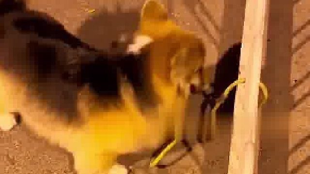 妈呀，看给大哥急的