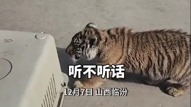 再厉害的老虎也抵不过园长的一指禅