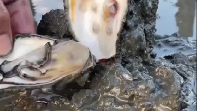 这种生蚝比于勒叔叔的还好吃