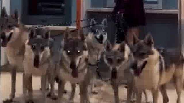 女子牵着6只捷克狼犬取钱，安全感满满