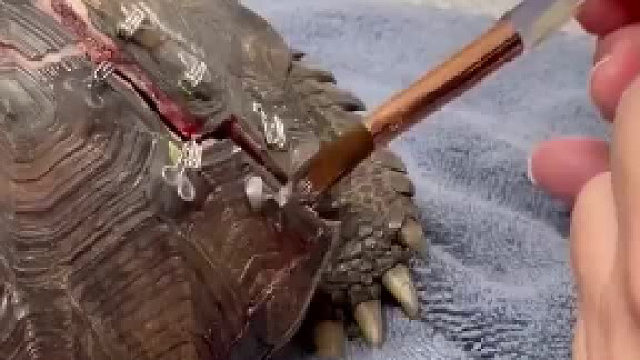 工作人员用金属丝、粘合剂等来修复龟甲