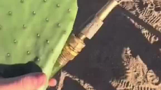 这位龟仙人有几百岁了吧？看起来牙口还挺不错……