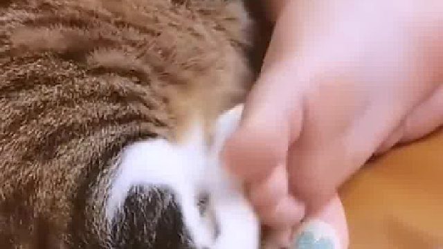 猫咪：谁能犟过你