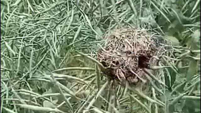 结果是啥，是老鼠仔