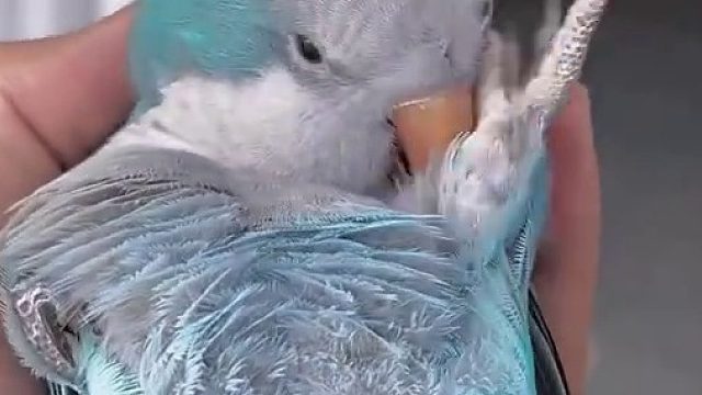 给你们看看小鸟缩水的样子