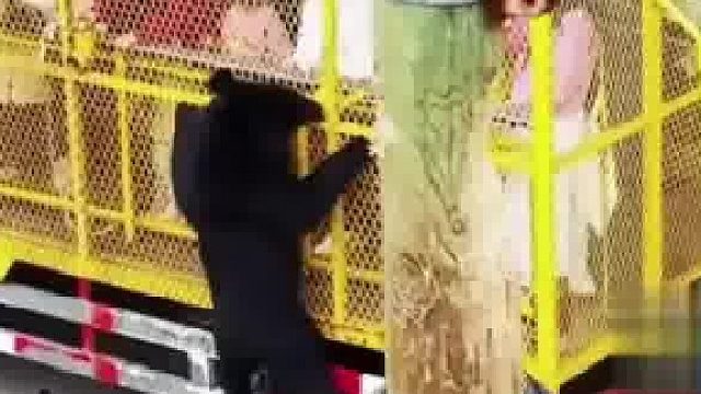 游客和黑熊近距离亲密接触，黑熊：家里来客人啦！看得出黑熊们很兴奋呀
