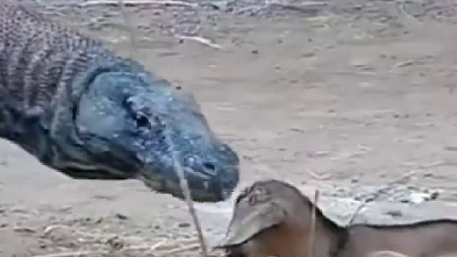 莫斯科巨蜥吃了一辈子肉楞是不知道肉是啥味的