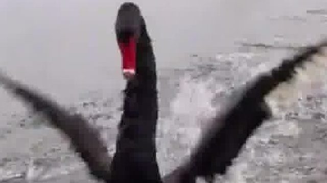 这“刹车”好使！黑天鹅精准刹停在主人面前