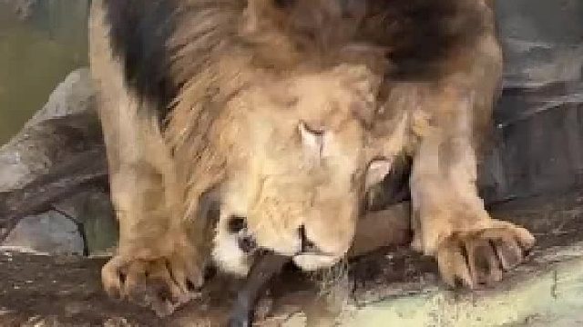 狮子在吃自己的尾巴？