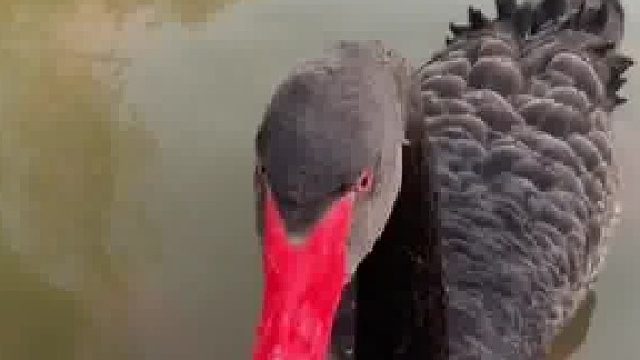 不愧是211的鹅，还会教人做事