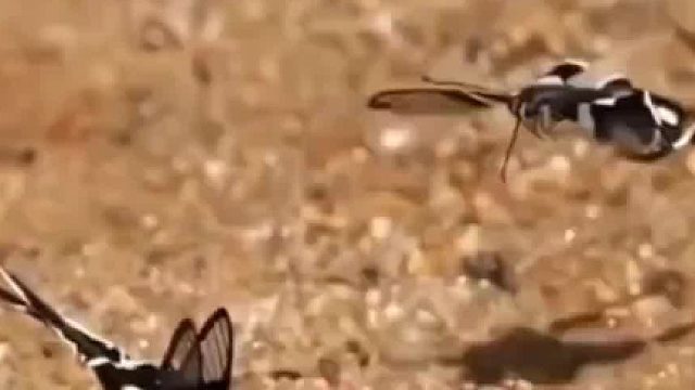 飞起来像在水里的蝴蝶，有谁知道这是啥品种吗？