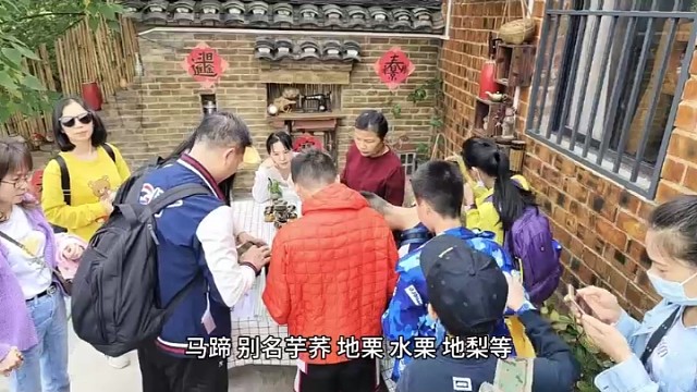 “中国马蹄之乡”马蹄面积12万亩，产量35万吨！