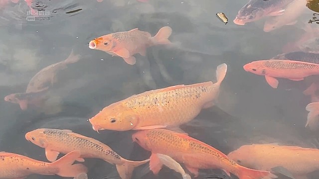 处州府城之锦鲤2