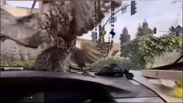 猫咪:这鹰有毛病