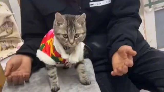 小猫咪：我不是故意的