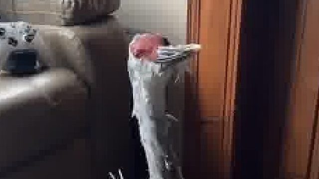 狗子：我承认是我脱的，也是它自己不愿意穿回去的