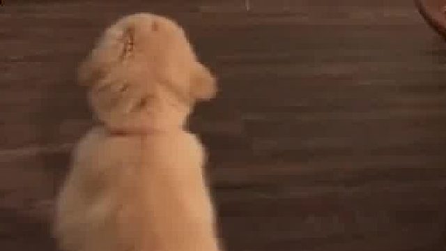 这也太可爱啦 属于狗狗的早教片