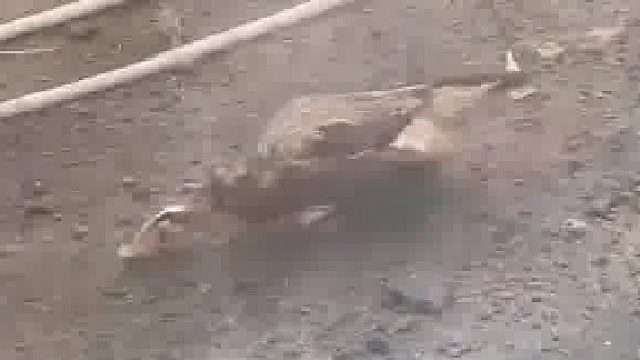 鸭子吃鸟神操作