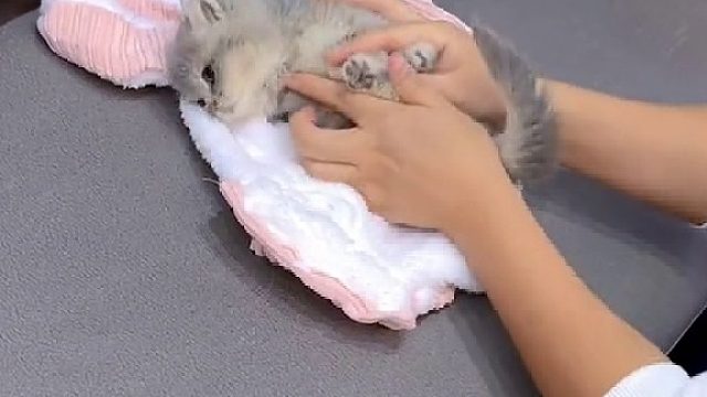 这货是儿子买回来的，说让我当孙子养！这每天光伺候它了