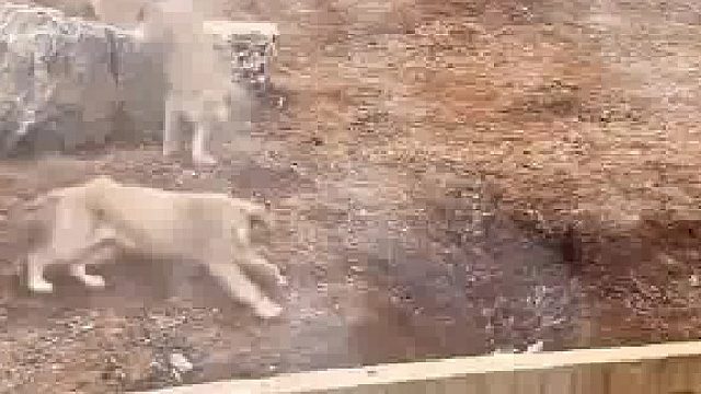 鸡：就没人为我发声吗？