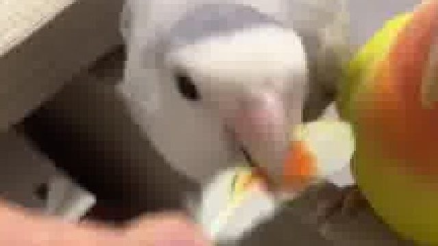 小鹦鹉被主人训话