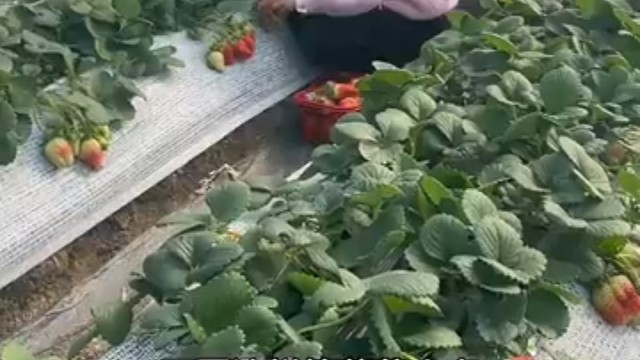 我都是直接掐杆，尽量不碰果肉部分