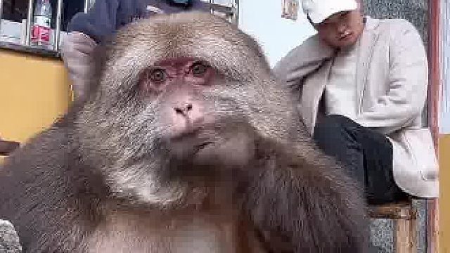 这个猴好看，毛长长的