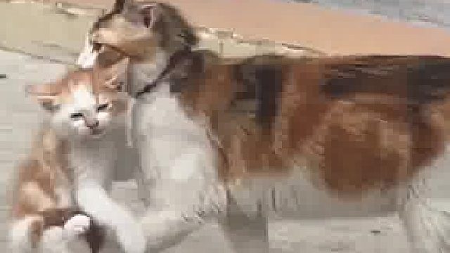 这娃这么大了 还不自己走啊 妈宝猫