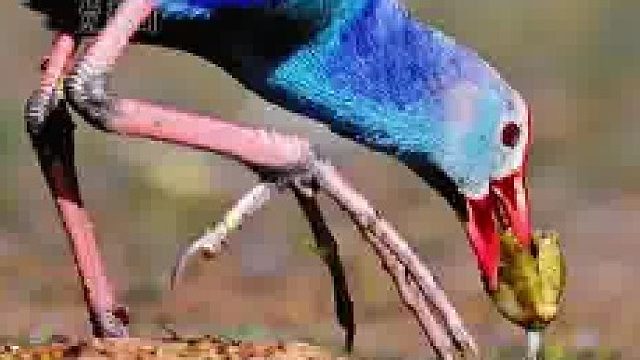 紫水鸡的下午茶：田螺