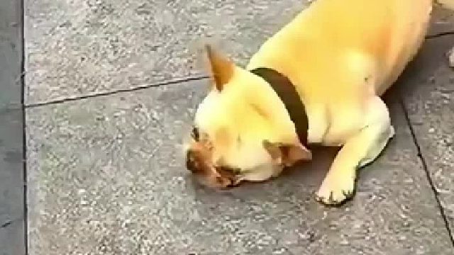 一下子压塔西了