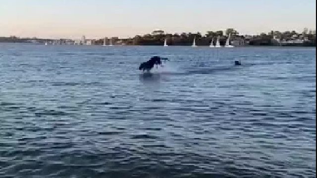 只有速度快就能水上飘。