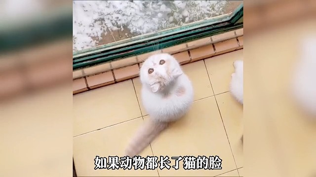 如果动物都长了猫的脸